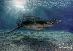 Fun with HDR and Lemon Shark basking with friends in the ... by Steven Anderson 